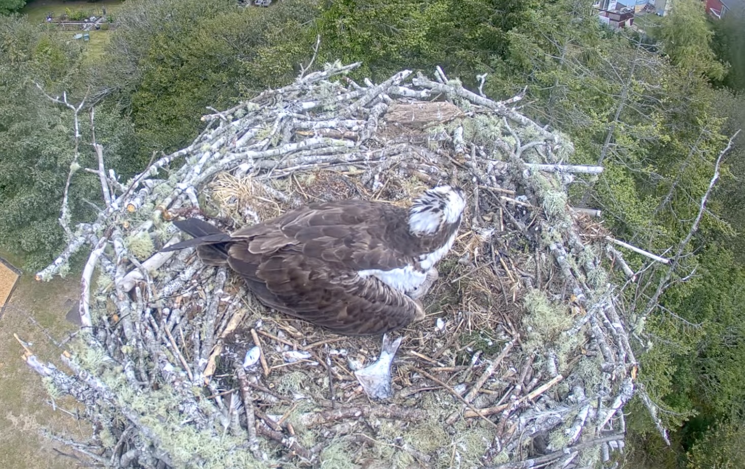 Osprey Nest